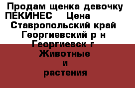 Продам щенка девочку ПЕКИНЕС  › Цена ­ 4 000 - Ставропольский край, Георгиевский р-н, Георгиевск г. Животные и растения » Собаки   . Ставропольский край